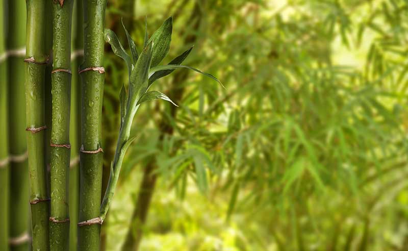 création haie bambou