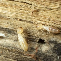 Prix d’un diagnostic termites