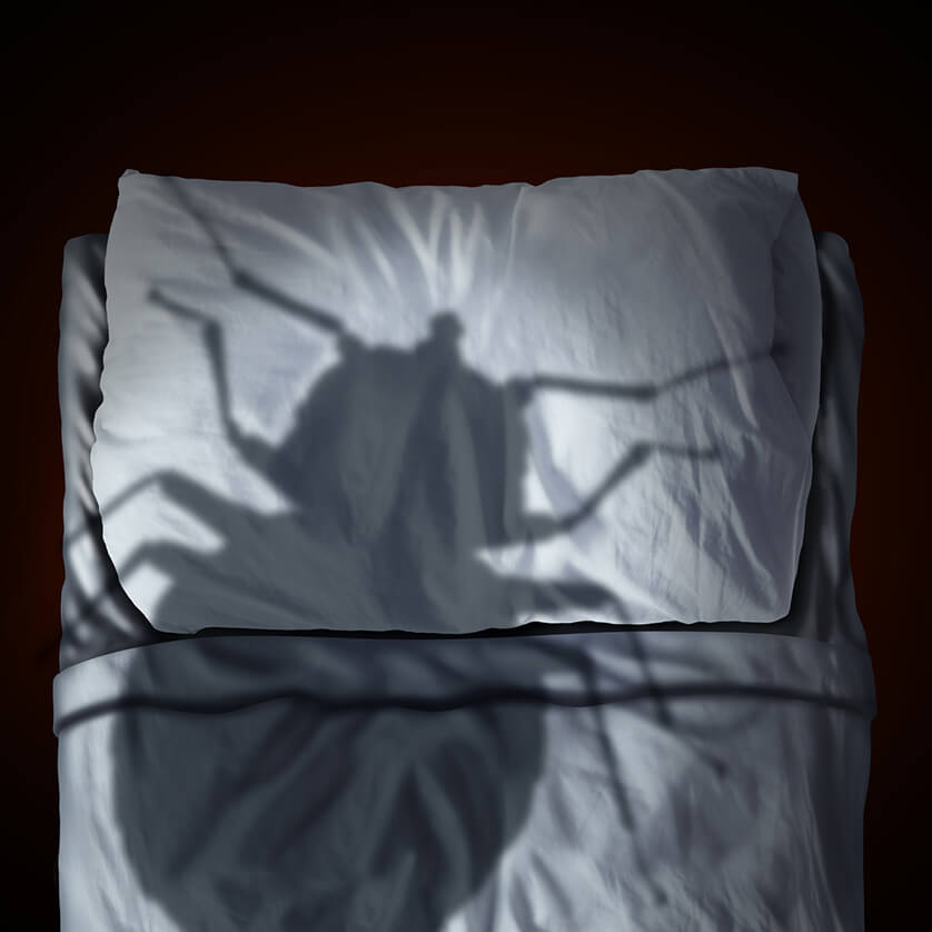 éviter les puces de lit