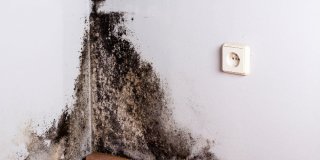 Comment se débarrasser de moisissures sur un mur ?