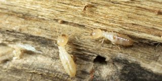 tarif diagnostic termites